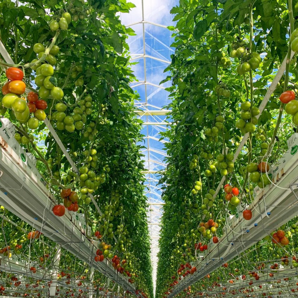 Village Farms helping families in need during COVID-19 Crisis