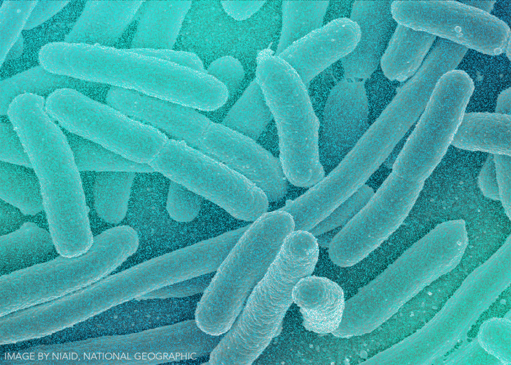 Food Safety and E. coli in Aquaponic and Hydroponic Systems
