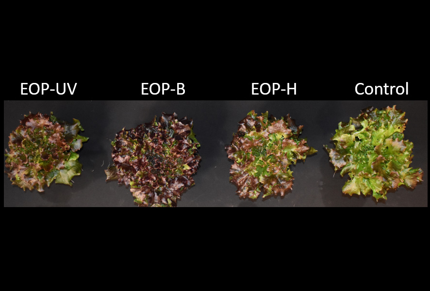 Kalera and University of Florida LED Lighting Study Sheds New Light on Cost-Effective Modes of Increasing Nutritive Value in Lettuce