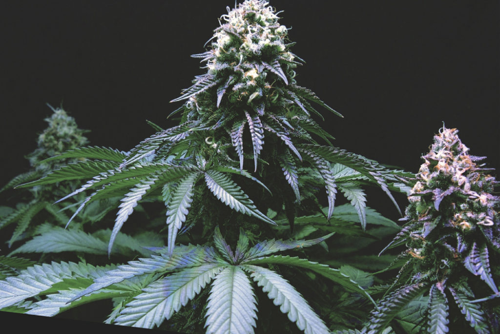 GE Current whitepaper on cannabis yields improved by LED grow lights