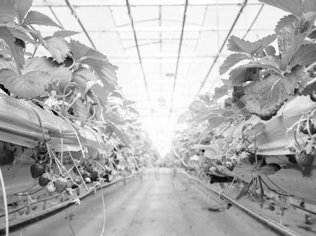 The Draft CASE Report for Controlled Environment Horticulture (CEH) in California
