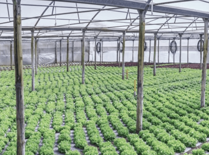 Horticulture Market Manager open role at Moleaer