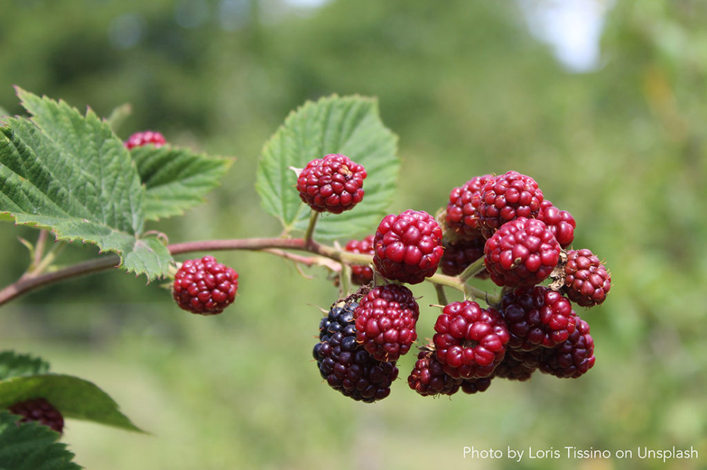 Ancient Medicinal Qualities of Raspberries and Blackberries