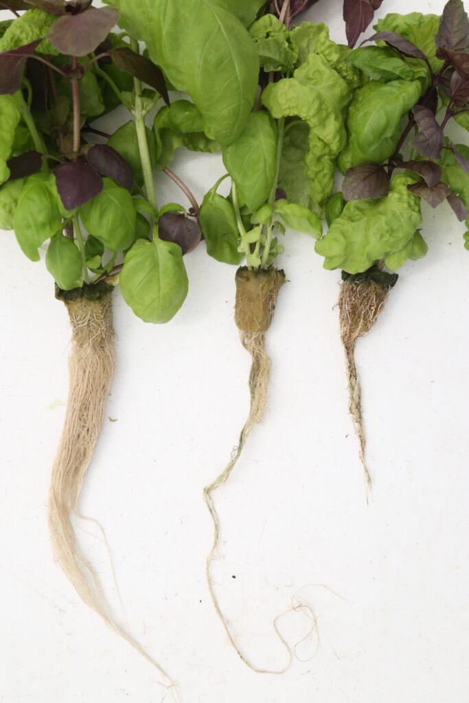 Earn CEUs with Disease Management starting September 28 root rot disease management