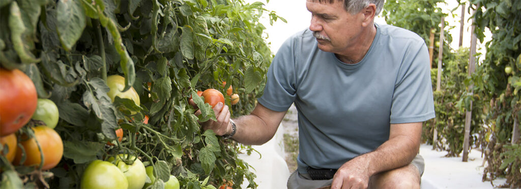 University of Florida offers new online course on hydroponic vegetable production