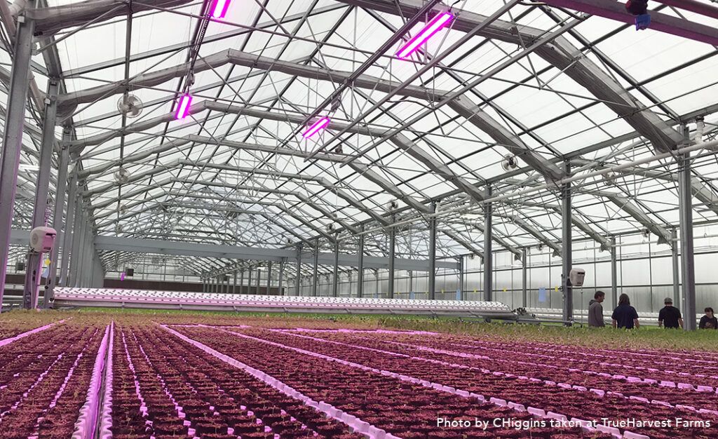 Important Tips for Designing a Hydroponic Production Facility