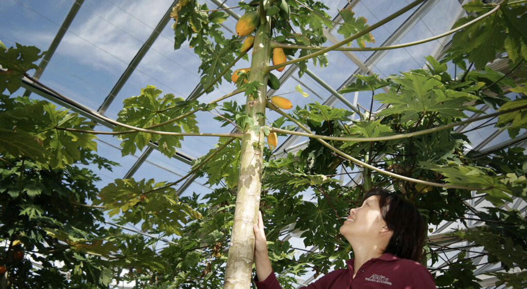 Texas A&M AgriLife Research and Extension Center, Dallas seeks Assistant Professor