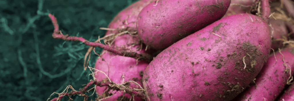 TUBERS – ‘The Good, The Bad & The Ugly’
