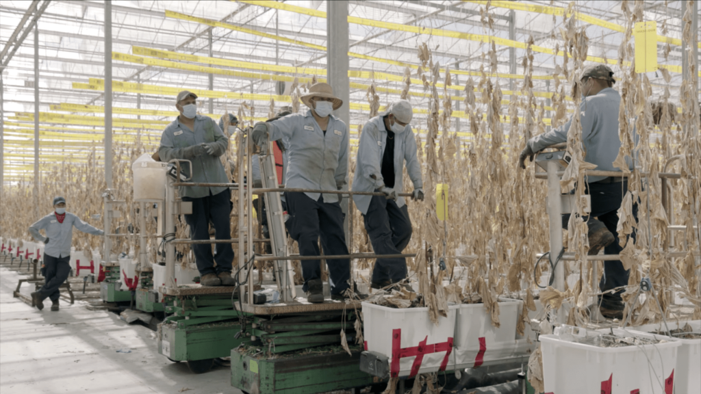 The Hardest Harvest documents Nature Fresh Farms COVID-19 experience
