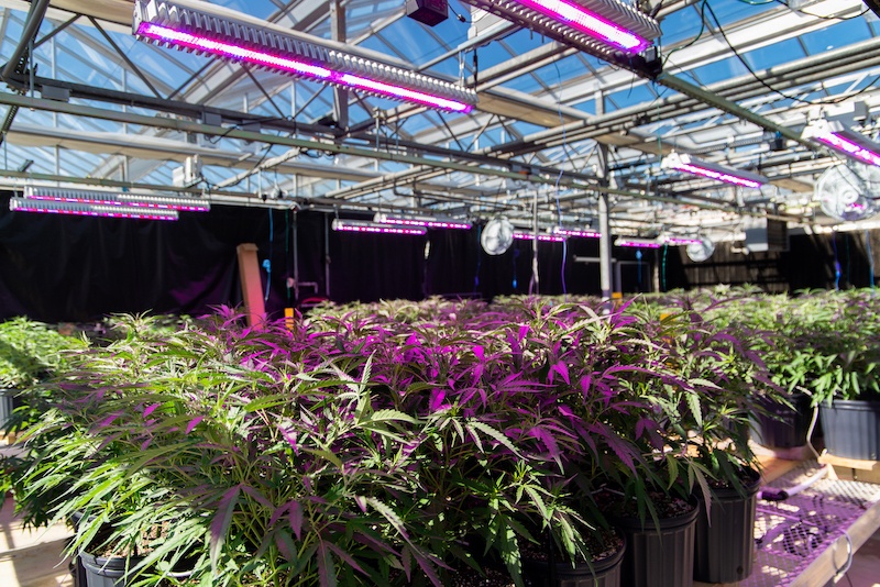 Sneak Peek: Cannabis Research with NC State University and Current