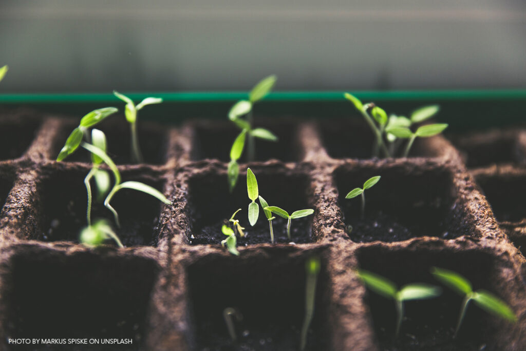 Vegetable Seedling and Transplant Production in Greenhouses webinar series