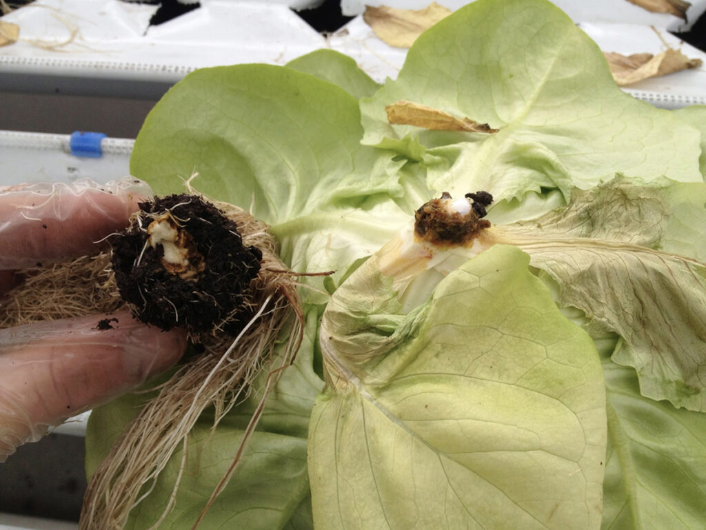 Tips on managing disease in your hydroponic system