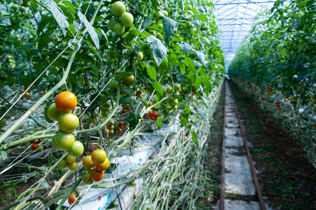 Improve efficiency and accuracy in indoor irrigation systems