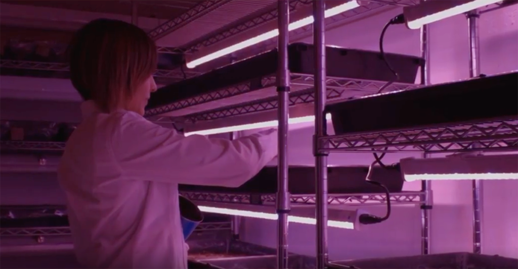 Indoor Ag Sci Cafe discusses Indoor Farming in Mexico with Karla Garcia, Hort Americas Karla Garcia growing microgreens in Mexico