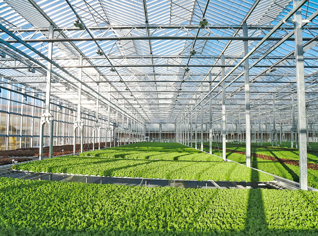 Gotham Greens Accelerates Growth with West Coast Expansion Gotham Greens Greenhouse Interior
