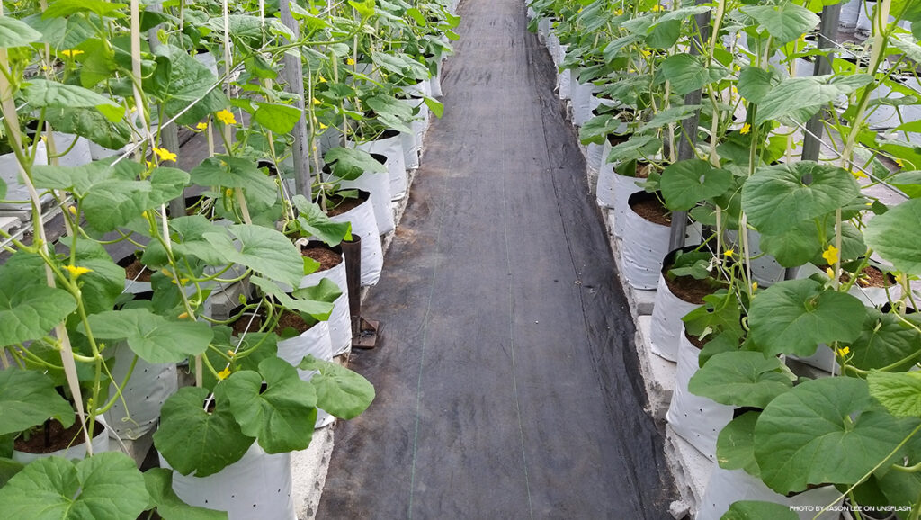 greenhouse