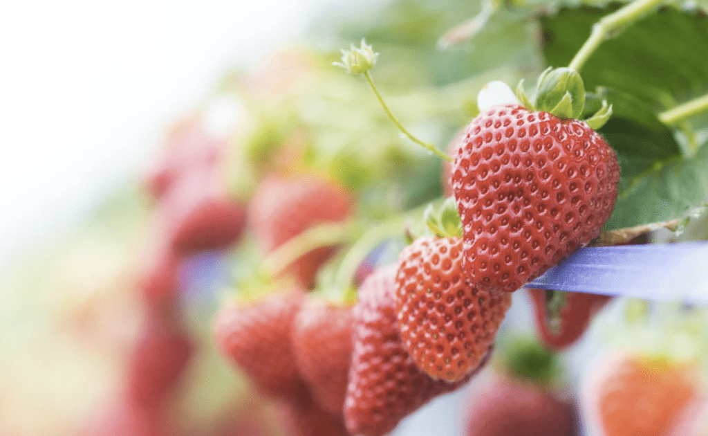 This popular hydroponic strawberries short course is filling up fast!