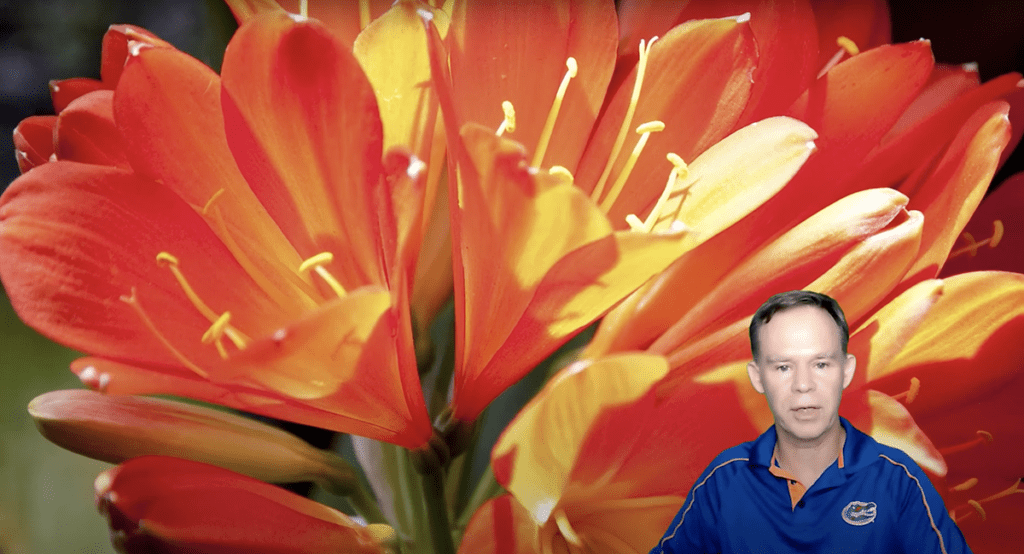 New Video: Five Tips on Extra Phosphorus for Flowering (and Other Myths)