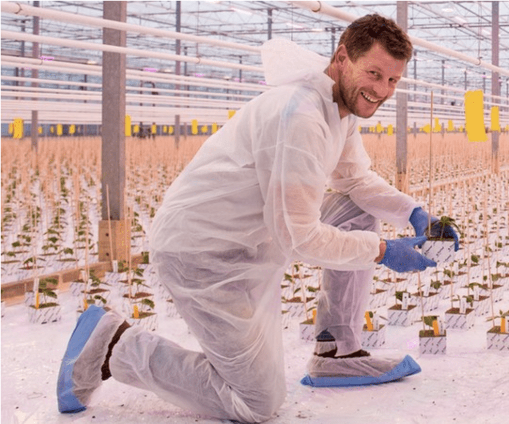 Midsummer: Tomato propagation for cultivation under lights in full swing
