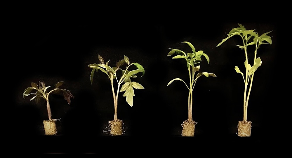 Indoor Ag Sci Cafe talks about propagation and transplants