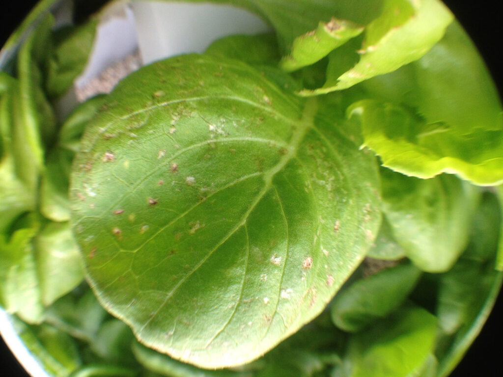 University of Florida Greenhouse Training Online courses Disease Management starts September 13!