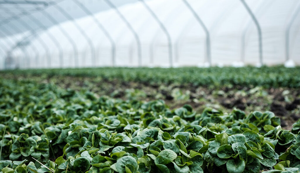 University of Florida Greenhouse Training Online courses, Weed Management and Hydroponic Vegetable Production
