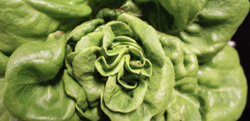 Symptoms of Common Nutrient Deficiencies in Hydroponic Lettuce by Neil Mattson and Tanya Merrill