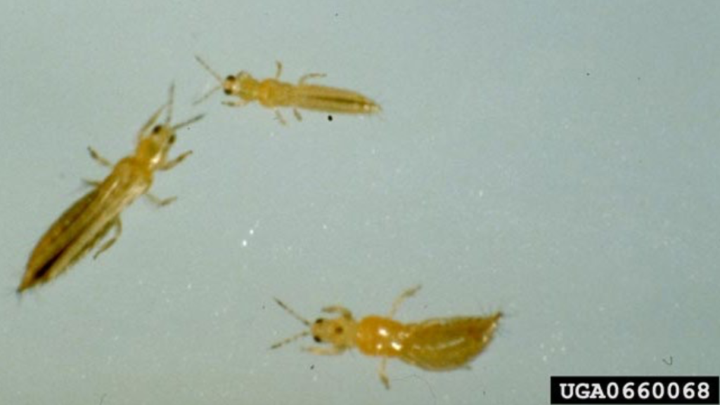 Managing Western Flower Thrips in CEA Strawberry Operations