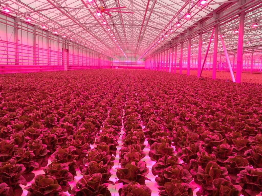 The first Plant Lighting Short Course will cover all aspects related to the selection, implementation and benefits of plant lighting systems.