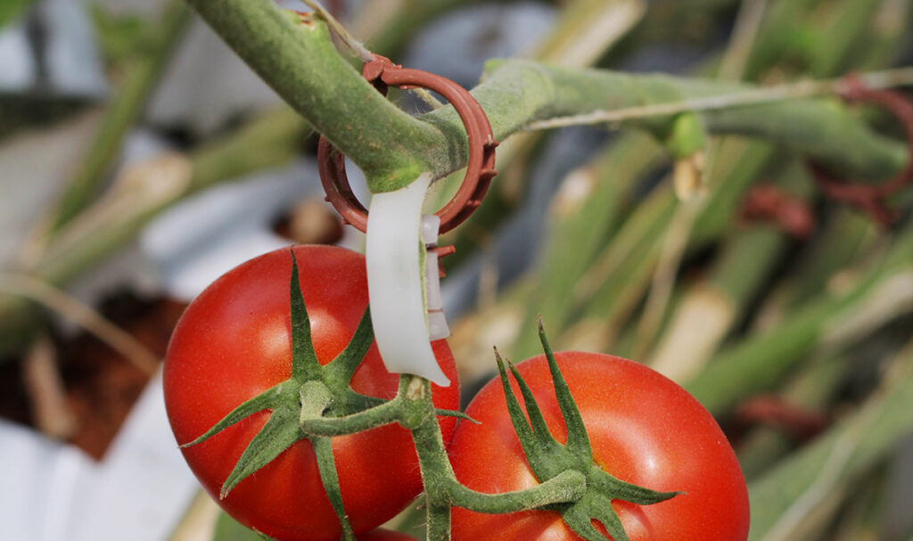 UA-CEAC Hydroponic Tomato Intensive Workshop