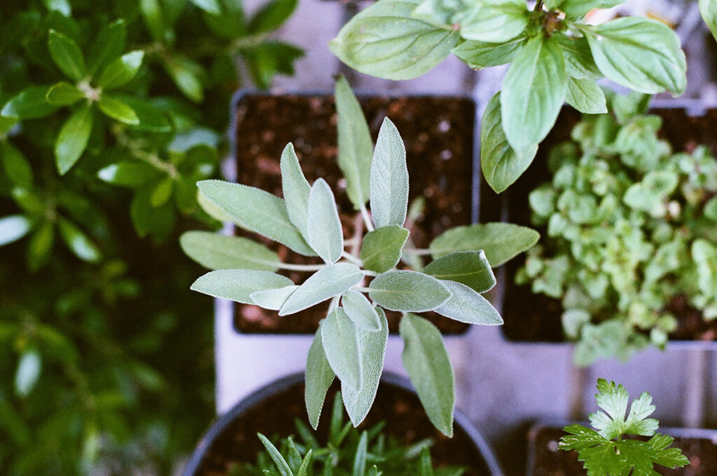 Culinary Herb Survey