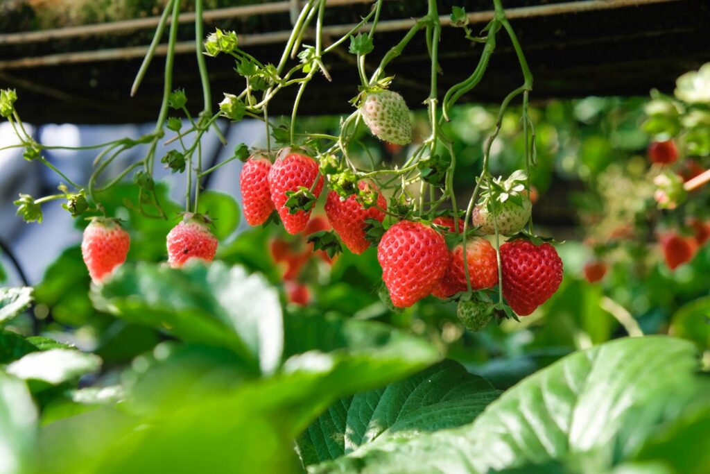 Soil-less strawberry production in greenhouses