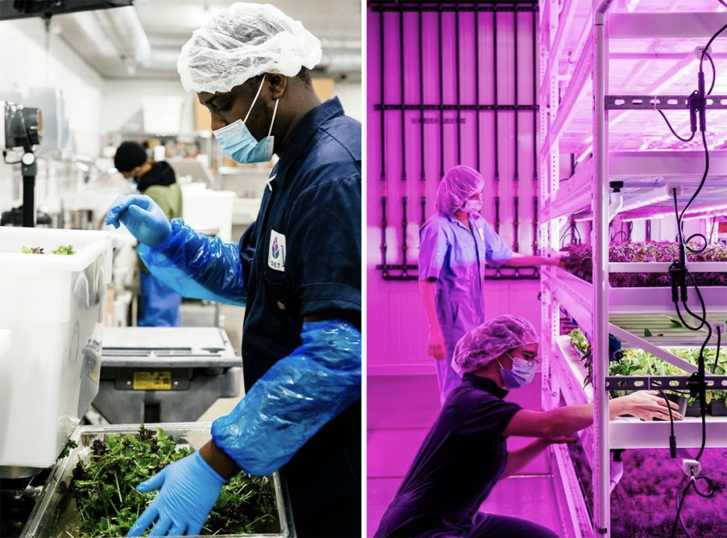OptimIA team partners with AU/LAB in an international labour survey for leafy greens production in controlled environments