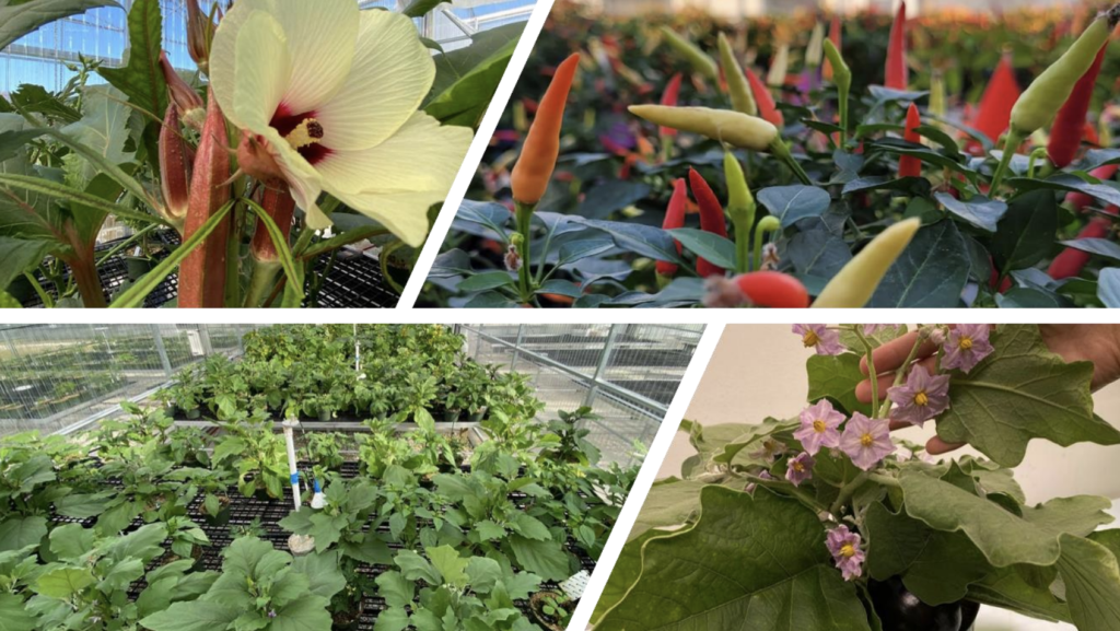 University of Florida to host Research on Urban Gardening (RUG) 2022 Virtual Field Trip