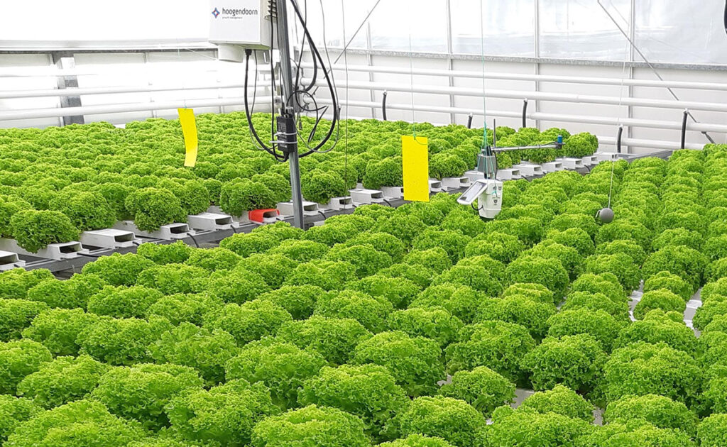 Artificial intelligence can grow a lettuce crop autonomously