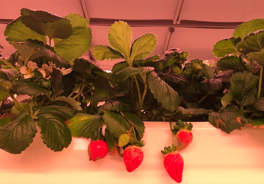 Job opportunity: Senior Horticultural Engineer, Strawberries