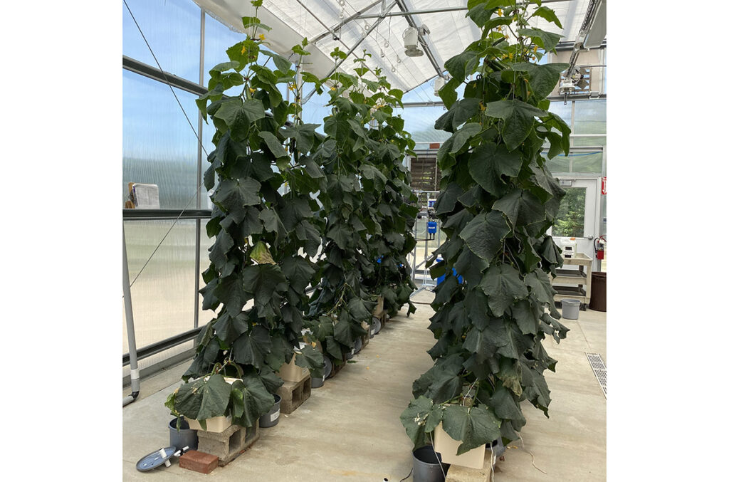 What are your substrate options for containerized vegetable production?