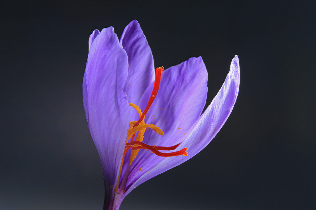 Saffron – Should we grow the most expensive spice in the world using CEA?