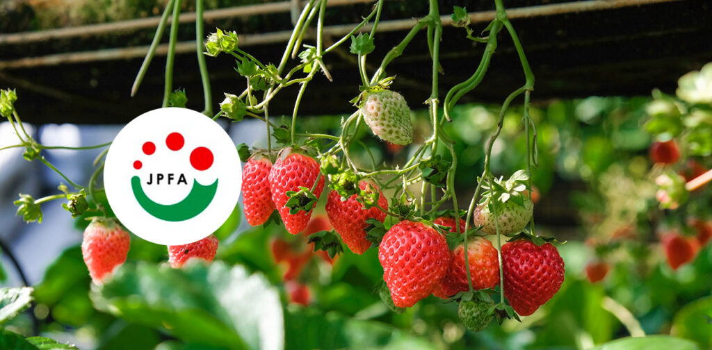 Japan Plant Factory Association Holds Strawberry Course in October