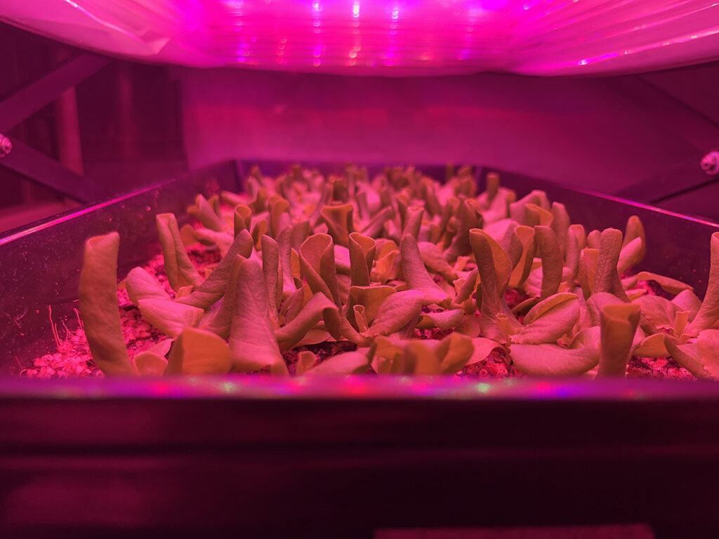 How do you overcome the environmental challenges of indoor farming?