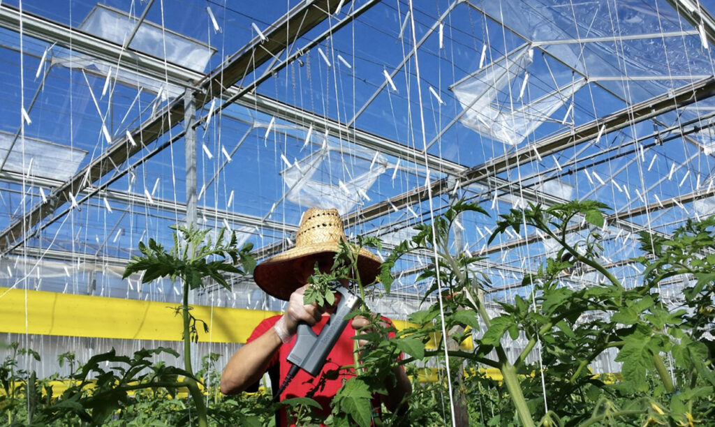 Hort Americas and Spanish Company Agrifast Partner to Tackle Waste and Labor Issues