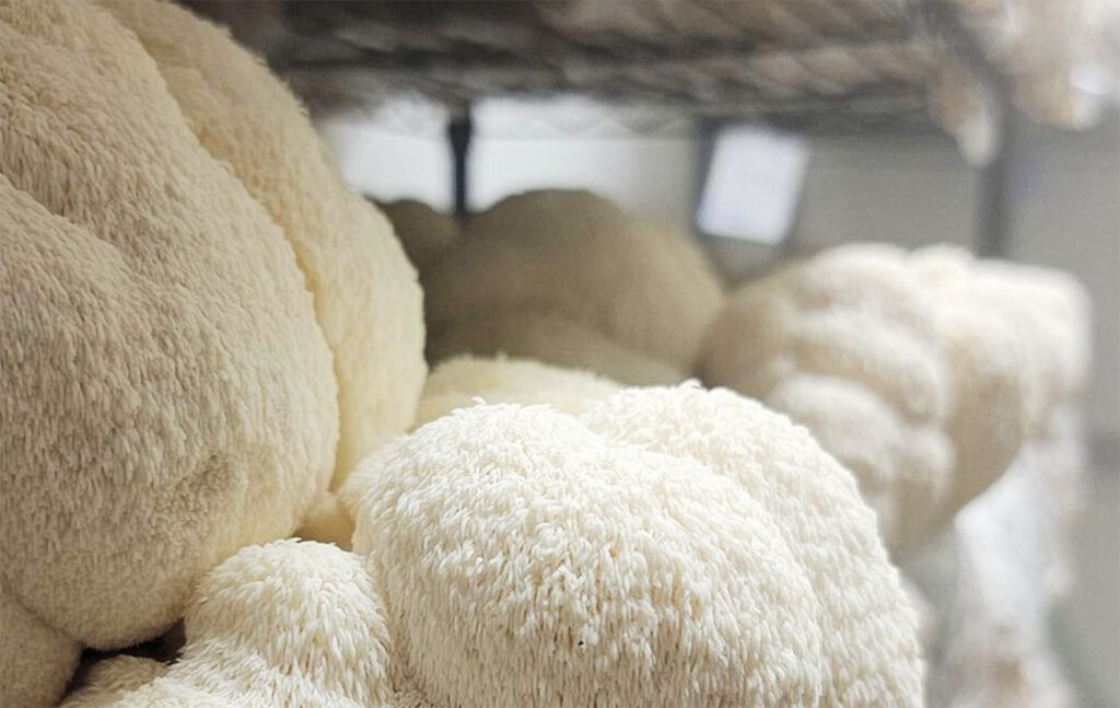 Mushroom farming could benefit CEA growers