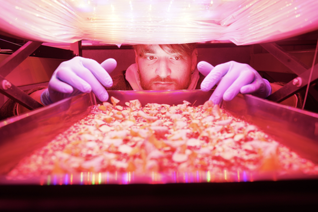 Purdue University: New LED strategies could make vertical farming more productive, less costly