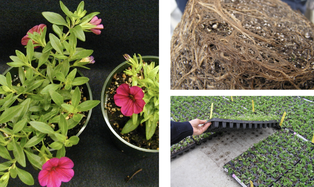 University of Florida Nutrient Management Course begins July 10