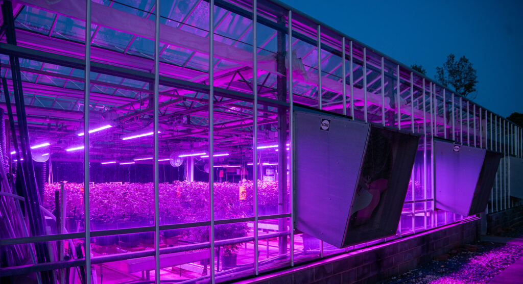 NC State’s Collado and Hernandez Research Cannabis Water Use Under Supplemental Light