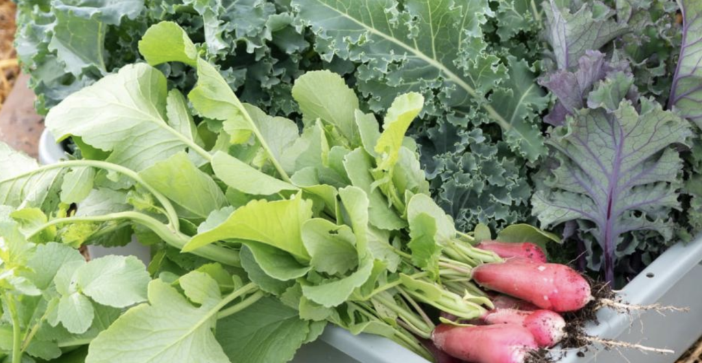 USDA Announces Grants for Urban Agriculture and Innovative Production