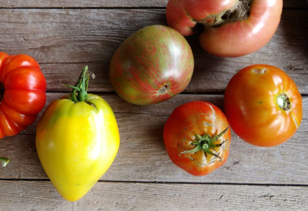 Thinking of growing controlled environment specialty crops?