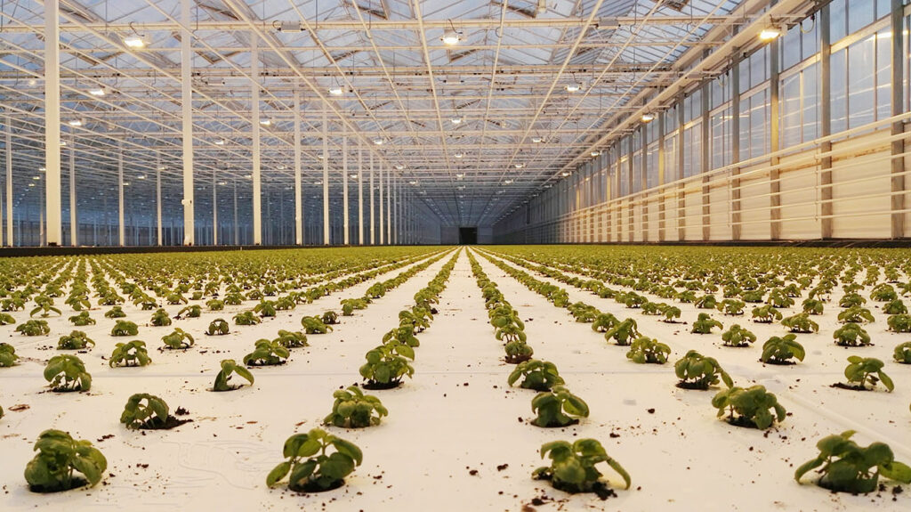 Hort Americas Partners with Meteor Systems to Exclusively Distribute HDPE Floating Rafts in North America