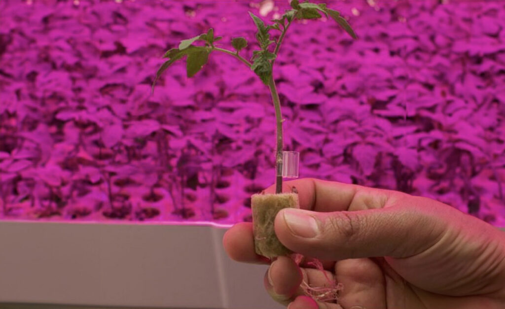 Which crops do we need to graft in CEA and why?