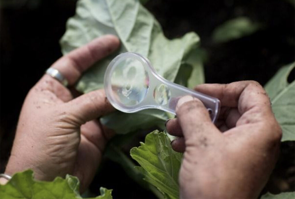 University of Florida Greenhouse Training Online courses: New! Practical Disease Management Starts November 11!